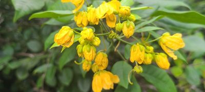 Senna nitida, photographed by ritirene