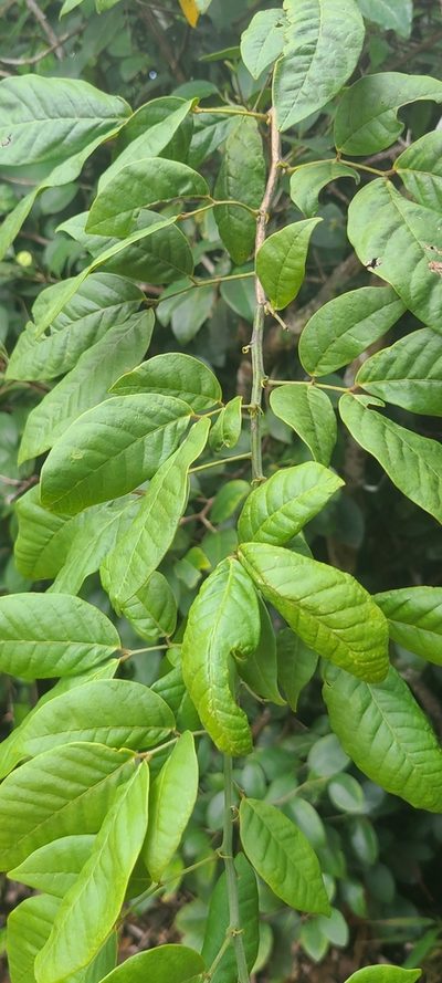 Senna nitida, photographed by ritirene