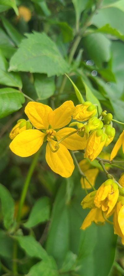 Senna nitida, photographed by ritirene
