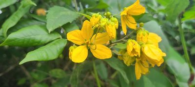 Senna nitida, photographed by ritirene