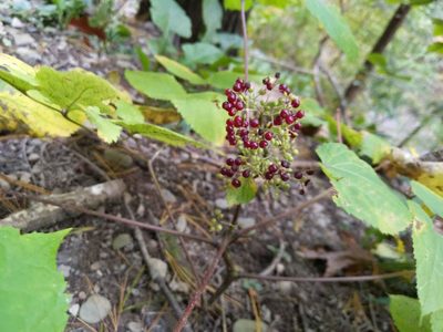 Aralia racemosa, photographed by Cecil Smith