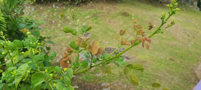 Mimosa ceratonia, photographed by ritirene
