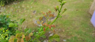 Mimosa ceratonia, photographed by ritirene