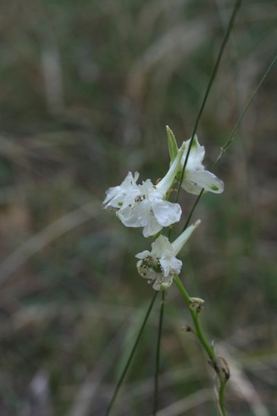 Delphinium macropogon, photographed by Oleg Kosterin