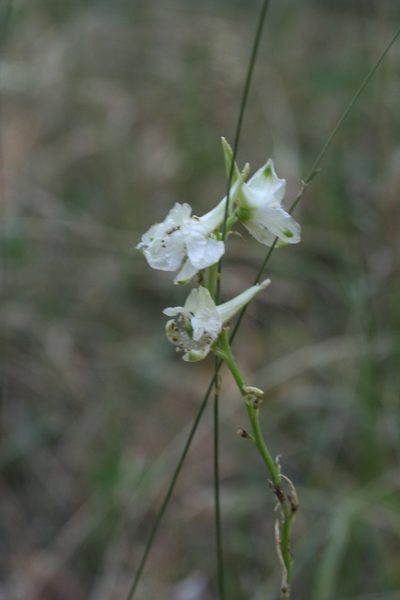 Delphinium macropogon, photographed by Oleg Kosterin