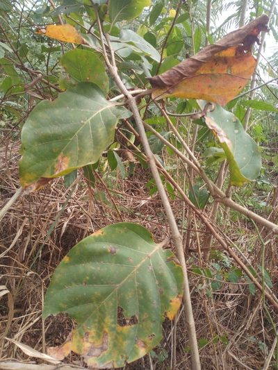 Nauclea latifolia, photographed by Sunday Berlioz KAKPO