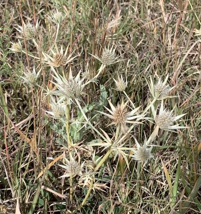 Eryngium heterophyllum, photographed by Chris (CP) and Pamela (PP) Pipes