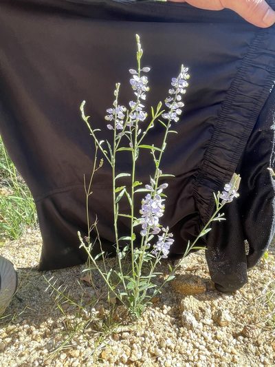 Polygala magdalenae, photographed by Jim Riley