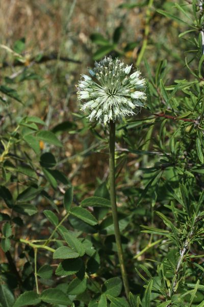 Allium affine, photographed by Oleg Kosterin