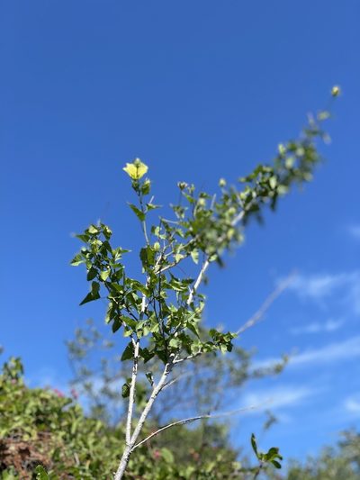 Hibiscus ribifolius, photographed by Jim Riley