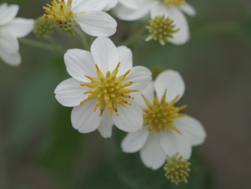 Montanoa karvinskii, photographed by Gabriel Sanchez