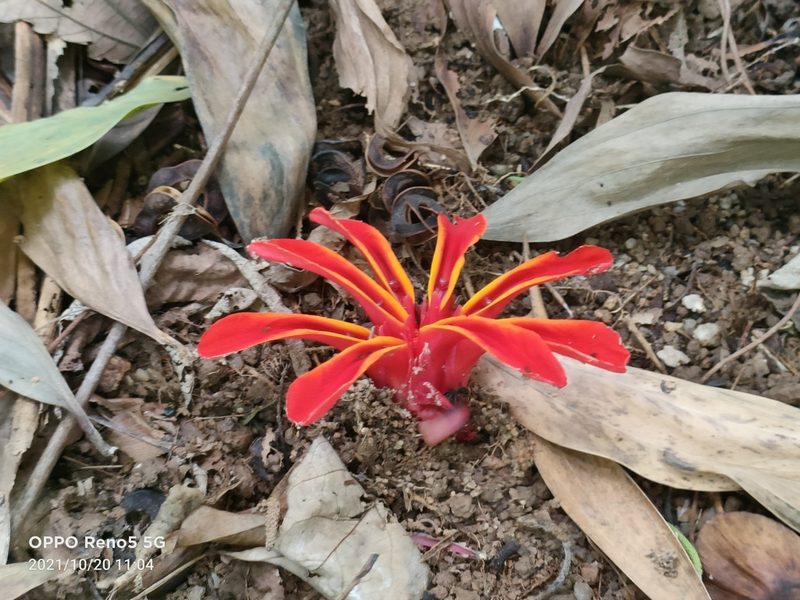 Etlingera coccinea, photographed by Ong Jyh Seng