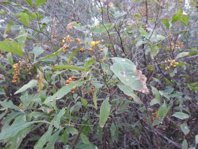 Solanum argentinum, photographed by Leonel Roget