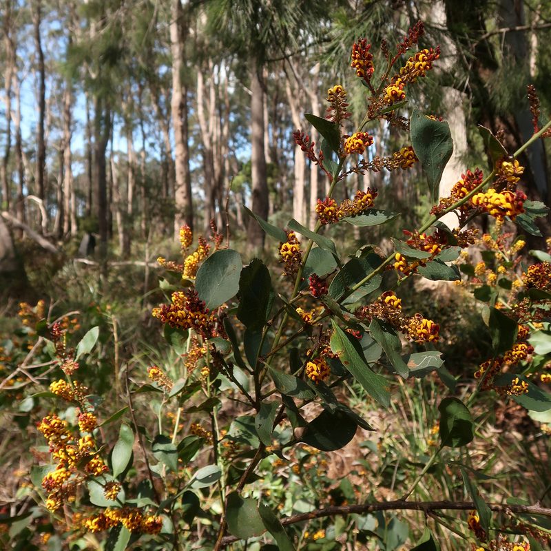 Daviesia latifolia, photographed by Cowirrie
