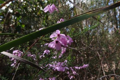 Tetratheca pilosa, photographed by Cowirrie