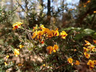 Pultenaea juniperina, photographed by Cowirrie
