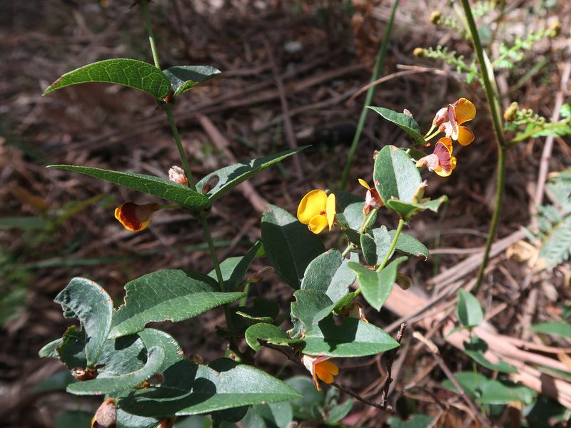 Bossiaea parviflora, photographed by Cowirrie