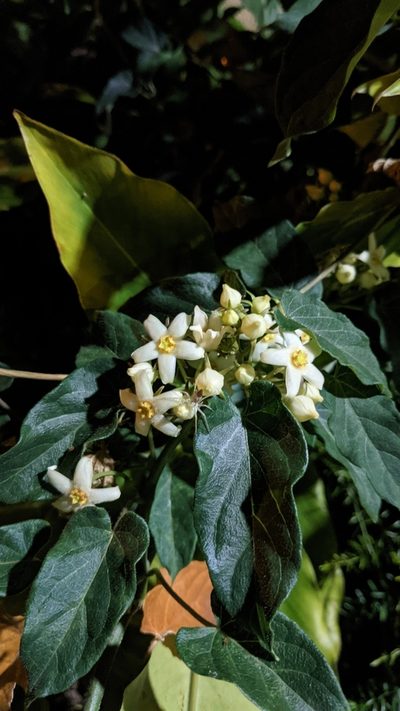 Gonolobus edulis, photographed by Jake Rehage