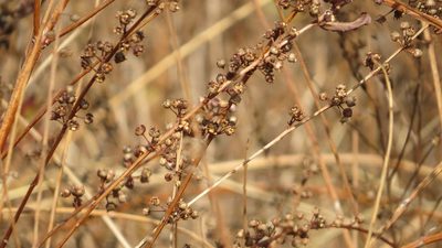 Decodon verticillatus, photographed by Marilynn Miller