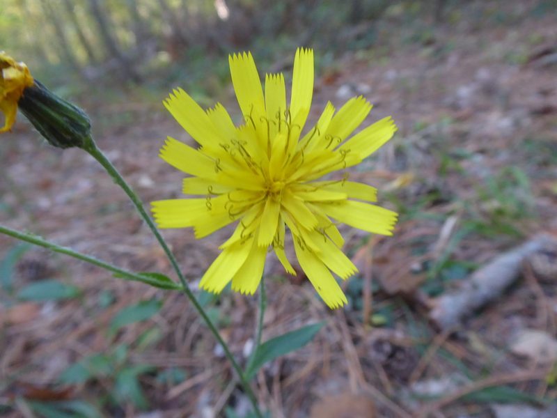 Hieracium sabaudum, photographed by Michael Andresek