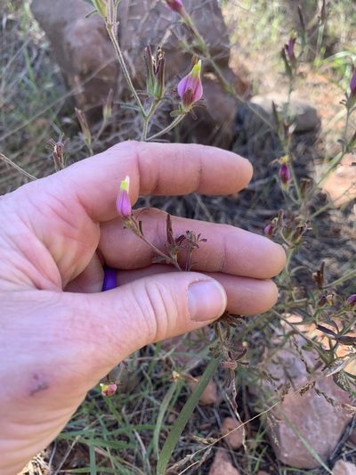 Cordylanthus parviflorus, photographed by Kenzie Anderson-Bell