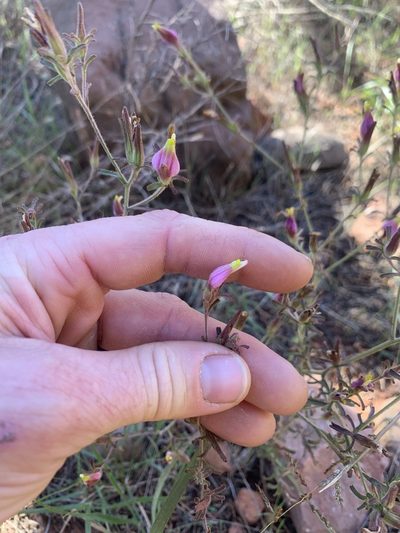Cordylanthus parviflorus, photographed by Kenzie Anderson-Bell