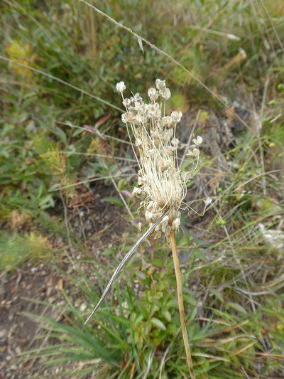 Allium flavum, photographed by Michael Andresek
