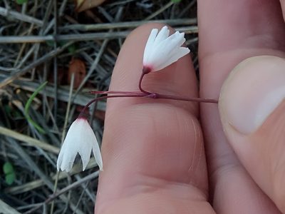 Acis autumnalis, photographed by Karim Haddad
