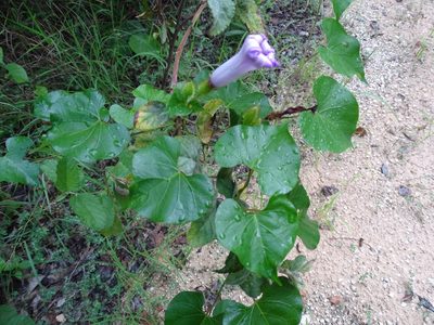 Ipomoea crinicalyx, photographed by Alexis López Hernández