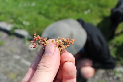 Crassula decumbens, photographed by Joe Potter Butler