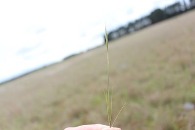 Festuca myuros, photographed by Joe Potter Butler