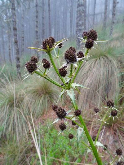 Eryngium deppeanum, photographed by Fabien Anthelme