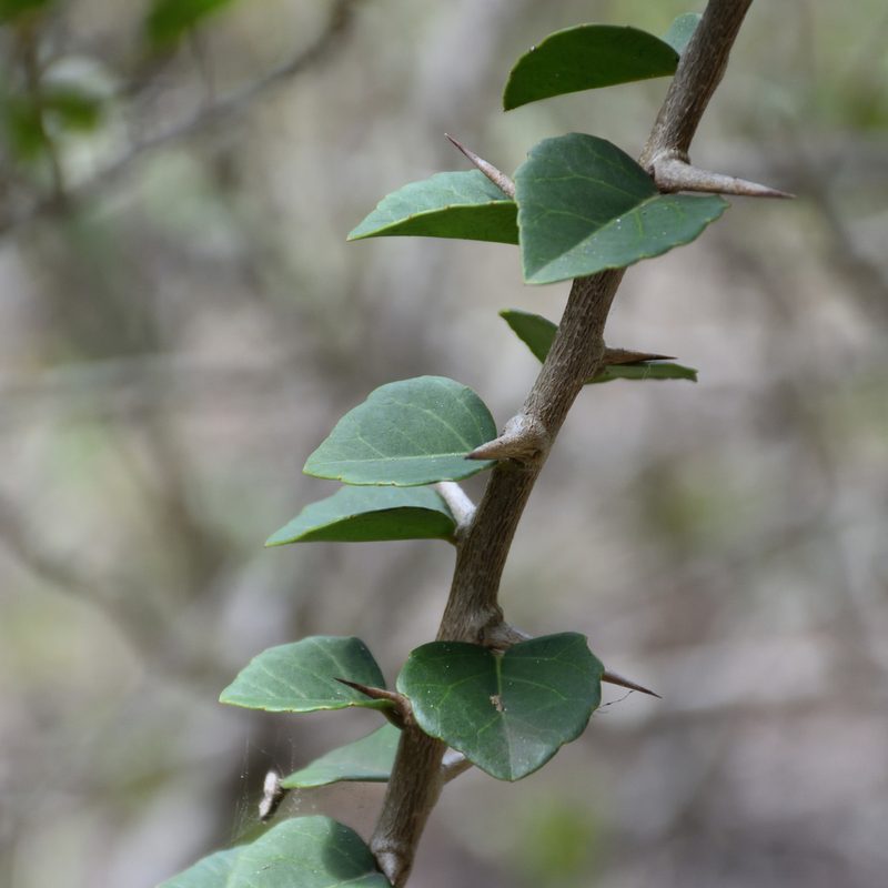 Scolopia zeyheri, photographed by Andrew Gillespie