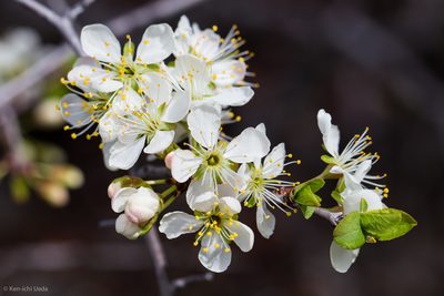 Prunus subcordata, photographed by Ken-ichi Ueda