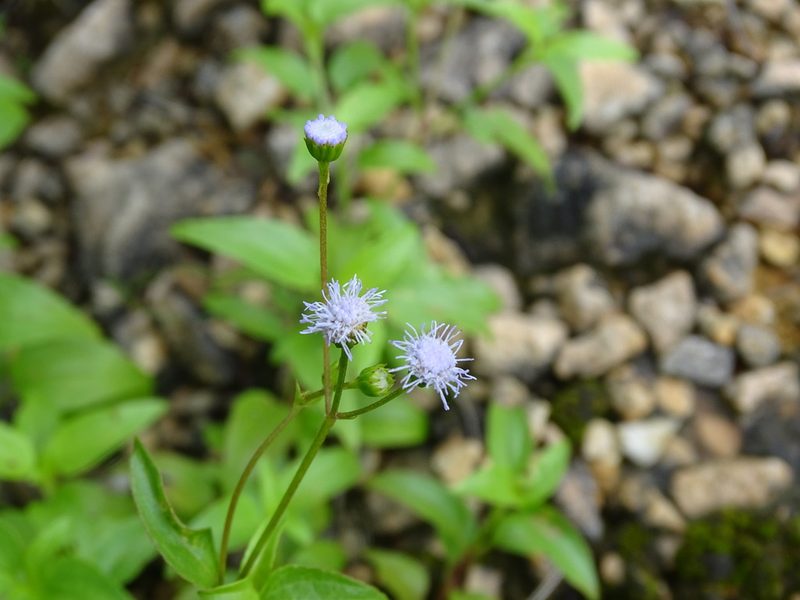 Ageratum gaumeri, photographed by Alexis López Hernández