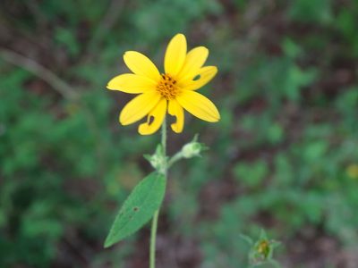 Wedelia acapulcensis, photographed by Alexis López Hernández