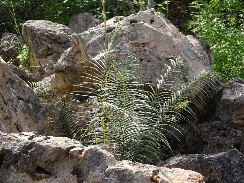 Pteris longifolia, photographed by Alexis López Hernández