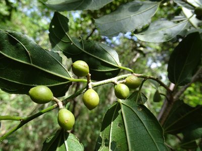 Celtis iguanaea