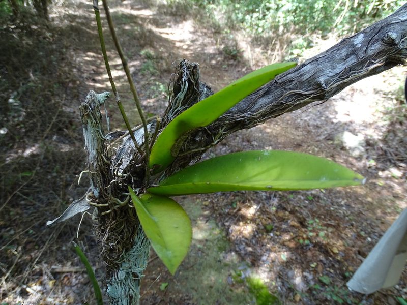 Trichocentrum cosymbephorum, photographed by Alexis López Hernández