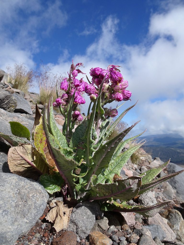 Senecio roseus, photographed by Fabien Anthelme