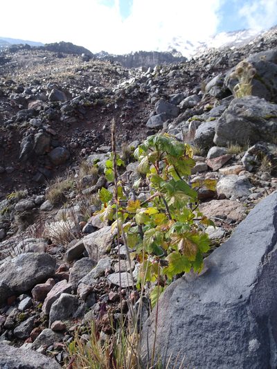 Ribes ciliatum, photographed by Fabien Anthelme