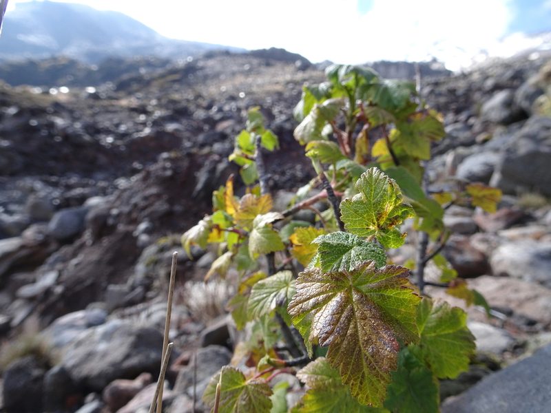 Ribes ciliatum, photographed by Fabien Anthelme