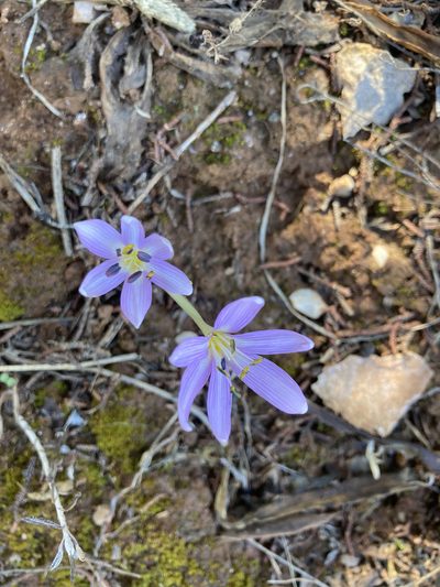 Colchicum cupanii, photographed by helen1688