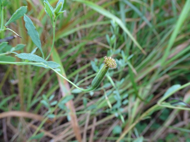 Porophyllum punctatum, photographed by Alexis López Hernández