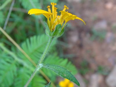 Sclerocarpus divaricatus, photographed by Alexis López Hernández
