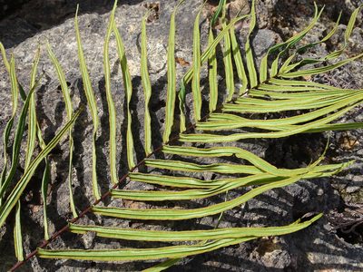Pteris longifolia, photographed by Alexis López Hernández