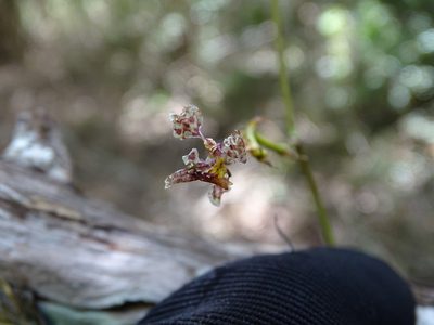 Trichocentrum cosymbephorum, photographed by Alexis López Hernández