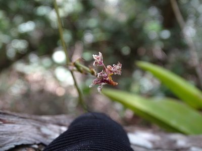 Trichocentrum cosymbephorum, photographed by Alexis López Hernández