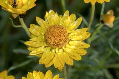 Xerochrysum viscosum, photographed by Andrew Allen