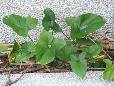 Typhonium roxburghii, photographed by 葉子